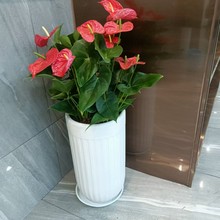 南寧綠植出租養(yǎng)護(hù)公司圖片