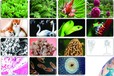 生物品種品種真實性檢測機構(gòu)——CMA/CNAS資質(zhì)檢測