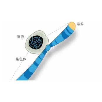 端粒酶酶活性檢測機構(gòu)——CMA/CNAS資質(zhì)檢測