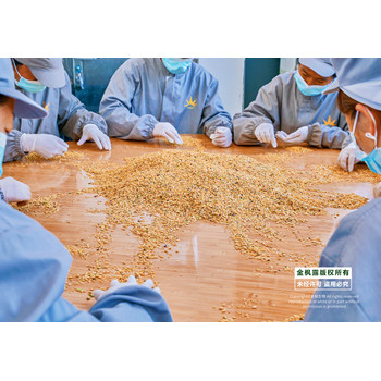 元寶楓籽油軟膠囊OEM代加工/云南金楓生物一站式服務(wù)軟膠囊貼牌