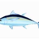 巴西黃鰭金槍魚(yú)進(jìn)口流程報(bào)關(guān)報(bào)檢