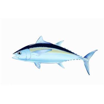 巴西黃鰭金槍魚(yú)進(jìn)口流程報(bào)關(guān)報(bào)檢