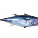 進(jìn)口克羅地亞養(yǎng)殖藍(lán)鰭金槍魚的進(jìn)口流程和注意事項(xiàng)