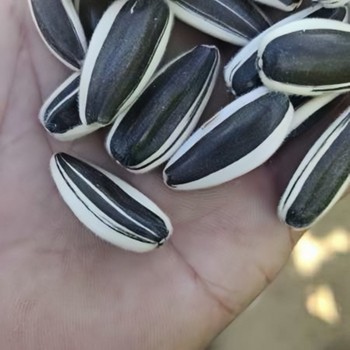 適合新疆種植的葵花籽品種抗列當(dāng)食葵華豐一號363系列華豐三號