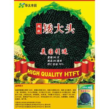 高產出油高油葵種子批發矮大頭667品種-甘肅酒泉種子公司