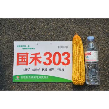 抗銹病玉米新品種高產(chǎn)玉米種子國(guó)禾303