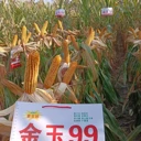 高產(chǎn)玉米種子國審玉米品種金玉99