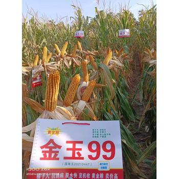 高產(chǎn)玉米種子國審玉米品種金玉99