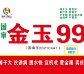 國審玉米新品種高產玉米種子金玉99