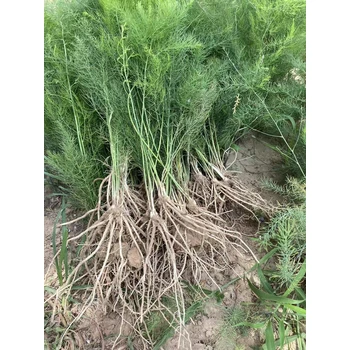 洛陽蘆筍根苗批發(fā)價格蘆筍苗行情