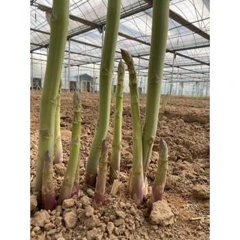 洛陽蘆筍根苗批發(fā)價格蘆筍苗行情