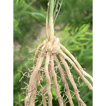 洛陽蘆筍根苗批發(fā)價格蘆筍苗行情