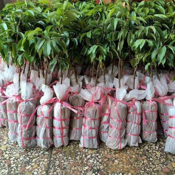 廣東高州早產(chǎn)科技一號(hào)嫁接樹(shù)苗保真科技一號(hào)苗