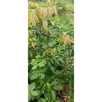 供應(yīng)仙桃荔荔枝樹苗質(zhì)量假一賠十