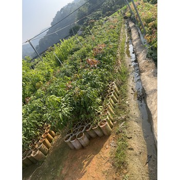 仙進(jìn)奉荔枝樹(shù)苗嫁接苗量大優(yōu)惠盆栽地栽