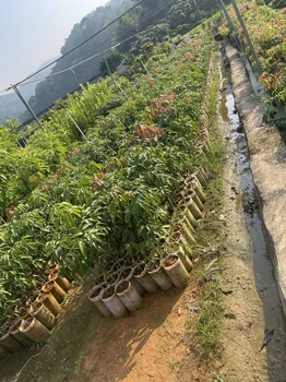 仙進(jìn)奉荔枝樹苗嫁接苗量大優(yōu)惠盆栽地栽