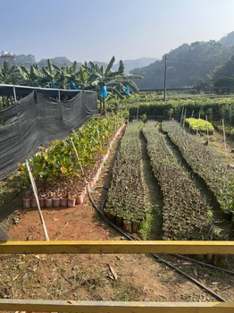 廣東高州早產(chǎn)白糖罌荔枝嫁接樹(shù)苗保真白糖罌樹(shù)苗