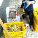 青皮山楂切片機(jī)離芯式水果切片機(jī)呈昊銷售