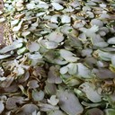 電動(dòng)佛手柑切片機(jī)鑄鐵圓盤旋切紅薯干設(shè)備呈昊工廠銷售