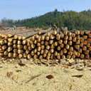 批發(fā)各種規(guī)格杉木樁，長度1米至8米，規(guī)格可定制