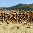 批發(fā)各種規(guī)格杉木樁，長(zhǎng)度1米至8米，規(guī)格可定制
