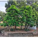 瀏陽構骨樹盆景,湖南造型構骨樹樁,金玉滿堂樹樁2025賣“瘋”了