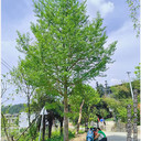 瀏陽全冠銀杏樹,湖南移栽銀杏種植周期短,易活易養(yǎng)找宏景軒