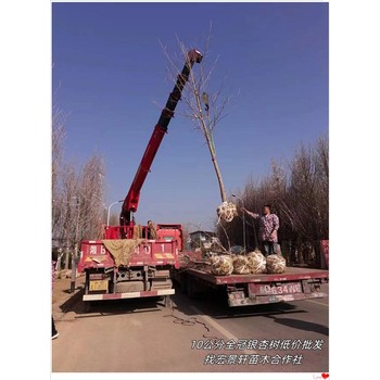 湖南銀杏樹(shù),瀏陽(yáng)全冠銀杏樹(shù)如何博弈苗木市場(chǎng)