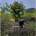 瀏陽木芙蓉,湖南叢生木芙蓉行情低2025銷量高漲