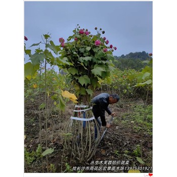 瀏陽木芙蓉,湖南叢生木芙蓉行情低2025銷量高漲