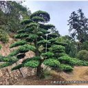 云片式湖南造型羅漢松,臨水式瀏陽(yáng)造型羅漢松市場(chǎng)回暖