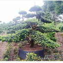 湖南造型羅漢松,瀏陽異型羅漢松遇到跌價(jià)潮,苗木人怎么應(yīng)對(duì)