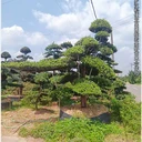 湖南羅漢松玩出新花樣臨水長飄造型羅漢松賣得俏