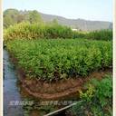 懶人樹(shù)瀏陽(yáng)法國冬青杯苗,湖南法國冬青毛球春季跑火市場(chǎng)