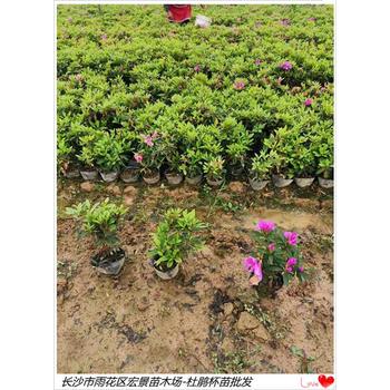 瀏陽杜鵑毛球,湖南杜鵑杯苗,湖南西洋鵑杯苗2025成行業(yè)