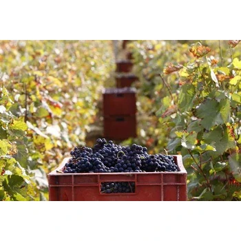 新西蘭招四川內(nèi)江威遠縣普工司機建筑廚師月薪2.7萬起包吃住