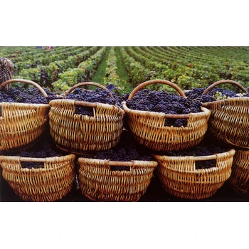 新西蘭招四川南充閬中市普工建筑廚師司機(jī)月薪2.7萬起包吃住