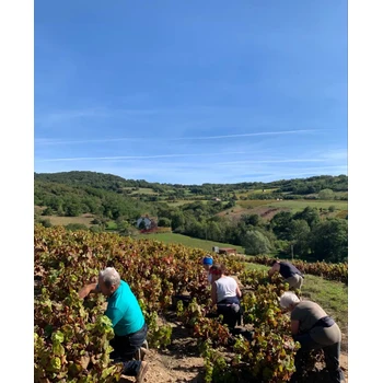 法國紅酒莊在湖南岳陽批招采摘包裝操作搬運(yùn)工小貨車叉車司機(jī)倉管