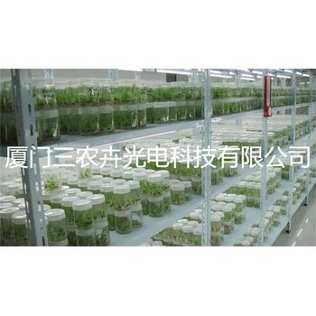 120cm-馬尾松組培燈