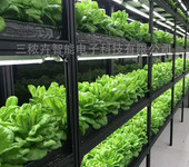 LED植物生長燈