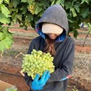 澳大利亞招工+果蔬農場(chǎng)+出國勞務(wù)+包吃包住+上五休二