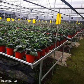 溫室大棚養(yǎng)花苗床種苗移動苗床