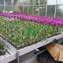 花卉潮汐苗床定做廠家