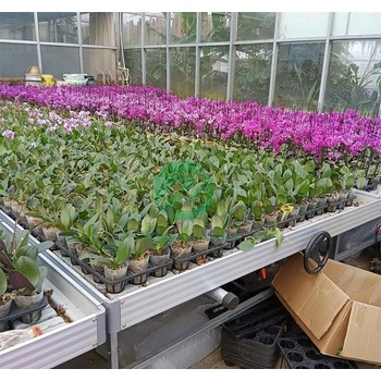 花卉潮汐苗床定做廠家