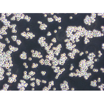 Calu-1Cells人肺癌細胞有STR圖譜