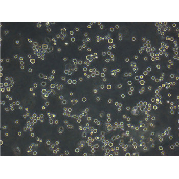 Calu-1Cells人肺癌細胞有STR圖譜