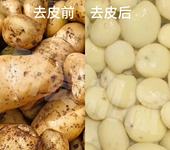 山東蒸汽去皮機土豆去皮機時產3噸設備