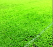 濰坊運動場仿真草運動場人工草坪體育運動場人造草