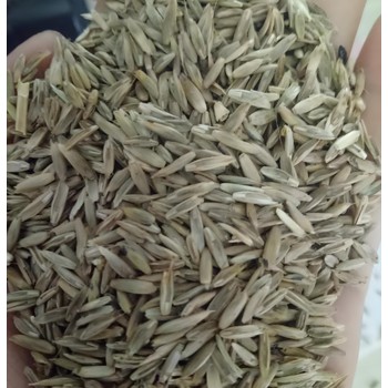 供應(yīng)進(jìn)口多年生黑麥草種子品優(yōu)