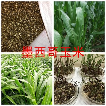哪里有牧草種子多少錢(qián)一斤